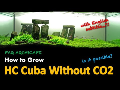 Carpet Plants Without Co2 Is It Possible Faq Youtube