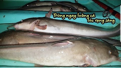 Câu cá ngát ||trúng ngay luồng cá ăn lia lịa lúc rạng sáng