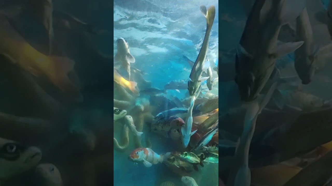 Giant Fish Aquarium | Vikatakavi