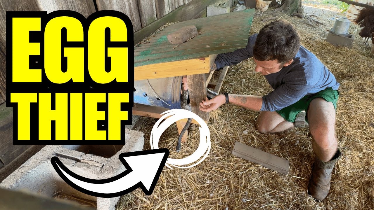 Caught In The Act! | Sowing Buckwheat | Hog Panel Going Up