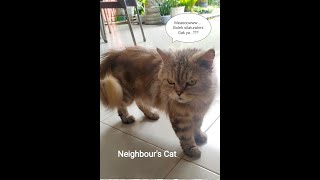 Kucing Tetangga Berkunjung // Neighbor's Cat Visit's