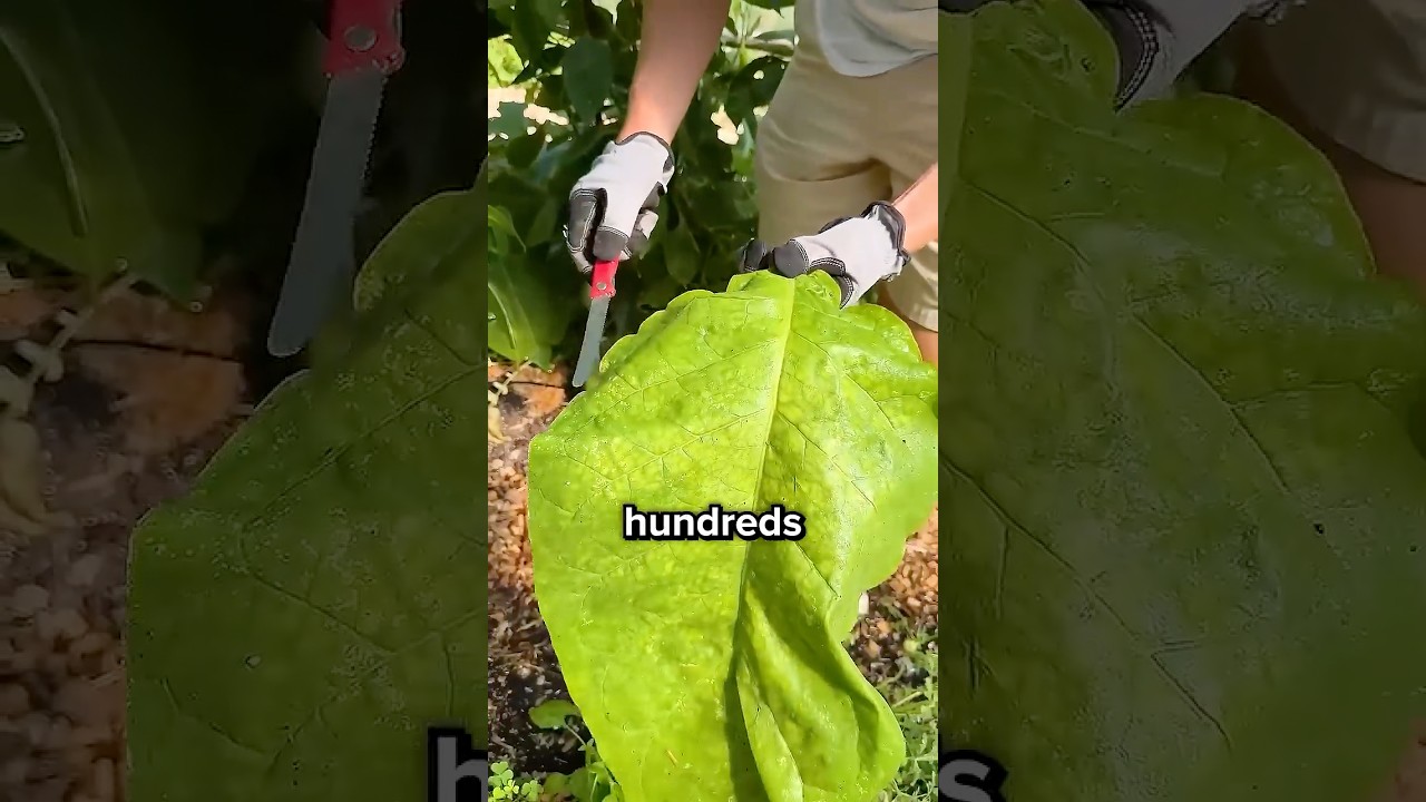 These Leaves Can Make You Rich