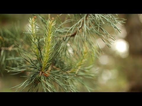 Video: Armillaria Root Rot ni Nini: Taarifa Kuhusu Dalili na Udhibiti wa Armillaria Root Root