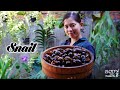 Cooking snails the most delicious food primitive natural world