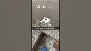 Lion king best scene with cats meme