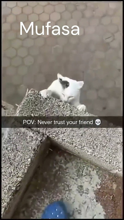 Lion king best scene with cats meme