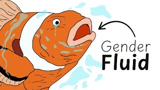Why It Sucks To Be Born as a Clownfish
