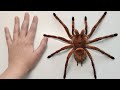 Поговорим? Пауки птицееды. Theraphosa stirmi