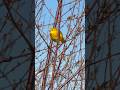 Yellow Warbler | Cute little birdie | #birds #yellow #nature
