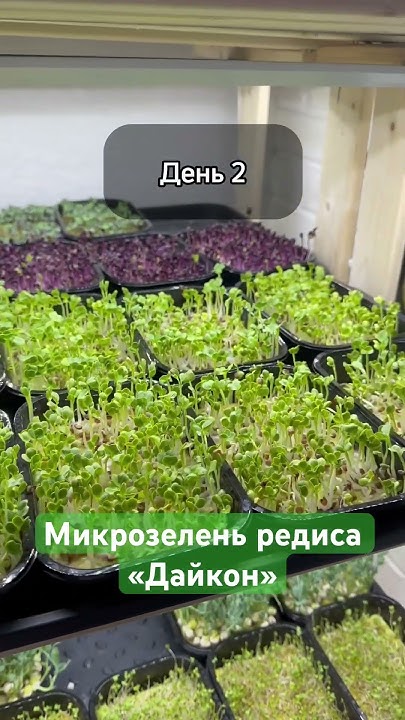 Микрозелень редиса «Дайкон» за 3 дня #микрозелень - YouTube