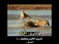 هيبه الأسد اقوى مواجه بين أسود وتمساح ستوري تسجيل دخول فخم ستوريات أنستا حالات واتساب عن الأسد 