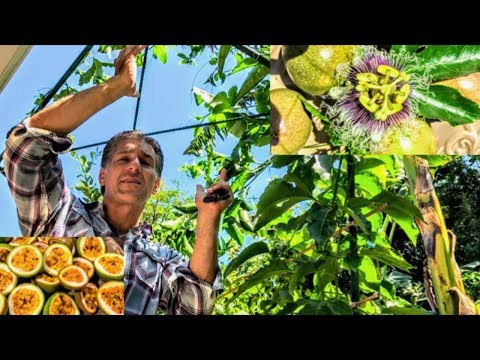 Video: Protecting Fruit On The Vine - Lær at lave et frugtbur