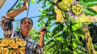 Passion Fruit Vine ('Frederick') |  Old vs. New Trellis Systems | Nutritional Value | Propagation