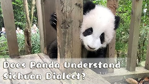 Does Panda Understand Sichuan Dialect? | iPanda