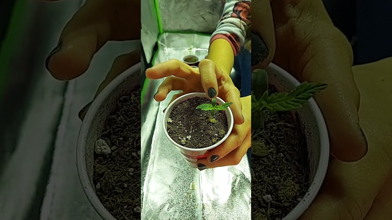 Ep. #1 *1st week* Tent Party Grow Report