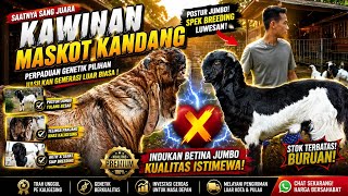 JUAL INDUKAN BETINA JUMBO ‼️ KAMBING ETAWA KALIGESING SPEK BREEDING LUWESAN