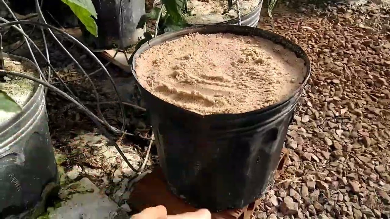 Pimentão e Tomate Semi hidropônico na areia. Como encho os vasos.