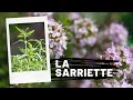 La sarriette