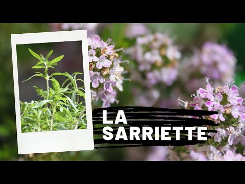 Vidéo: Sarriette et thym - quelle est la différence ? Plantes ornementales et médicinales