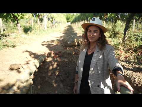 Among Vineyards, Flavors, and Glasses - S1E3
