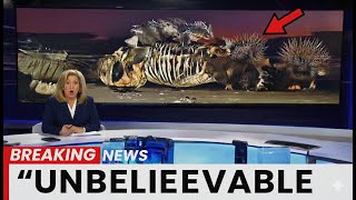 This Is Why Florida’s Crocodiles Suddenly Started Vanishing