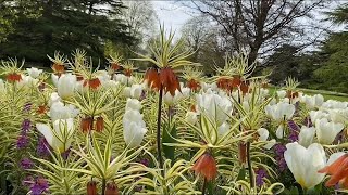 Цветочные Композиции с ТЮЛЬПАНАМИ Красивые Клумбы London Tulips Greenwich Park