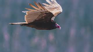 Copper Country on the Wing: Birding in the Keweenaw (The Crossing Place 2026)