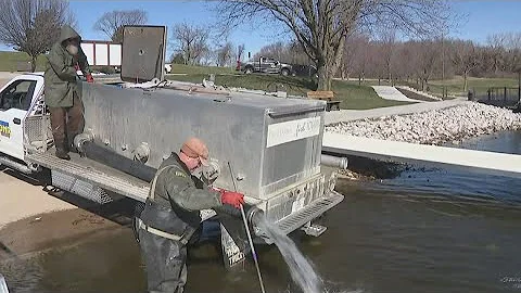 Iowa DNR stocks West Lake Park with 1,800 rainbow trout