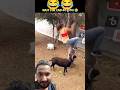 wait for end😄 #funny #entertaininganimals #comedy #animals #funnyanimals #funnymemes #shorts #viral