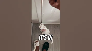 Fnally Cat Catlovers Funny 
