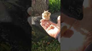I JUST LOVE THAT PH SMILE ! #chipmunk #ph #female  #funny #wildlife #comedy #cute #friendly #nature