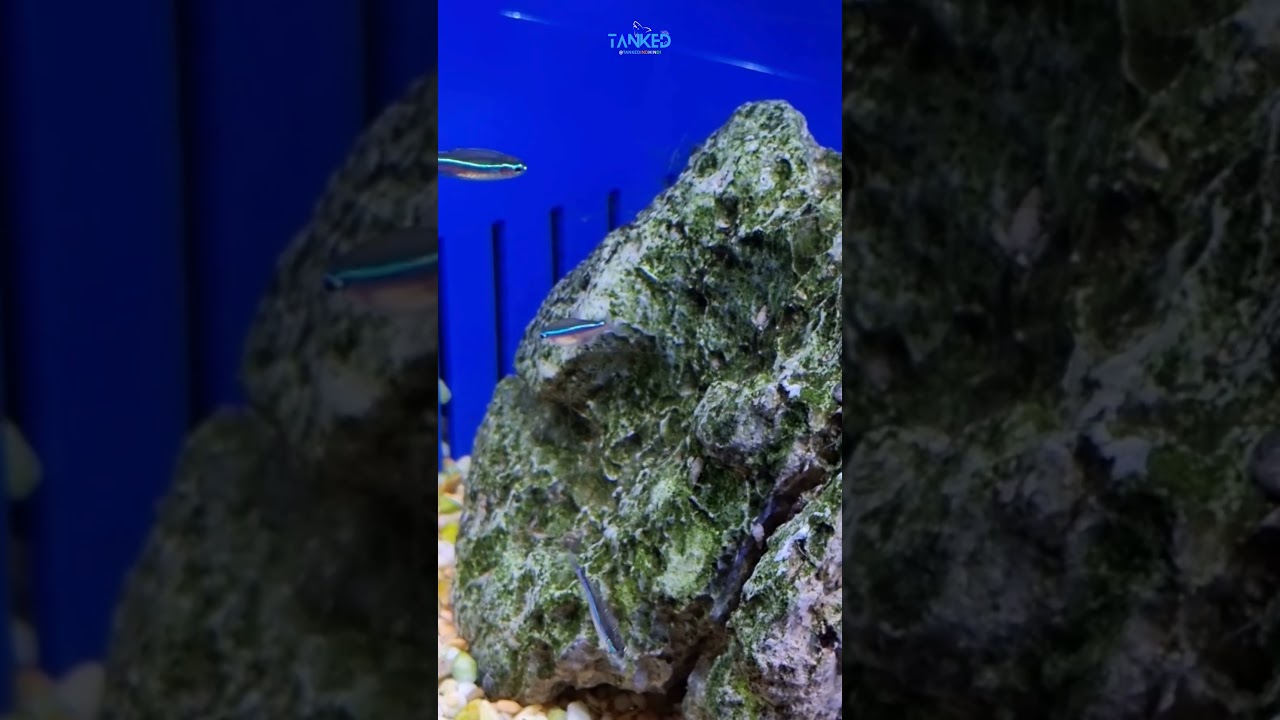 "ग्रीन नीयॉन टेट्रा – आपके टैंक की हरी चमक | TANKEDINDHINDI | @TANKED IND HINDI