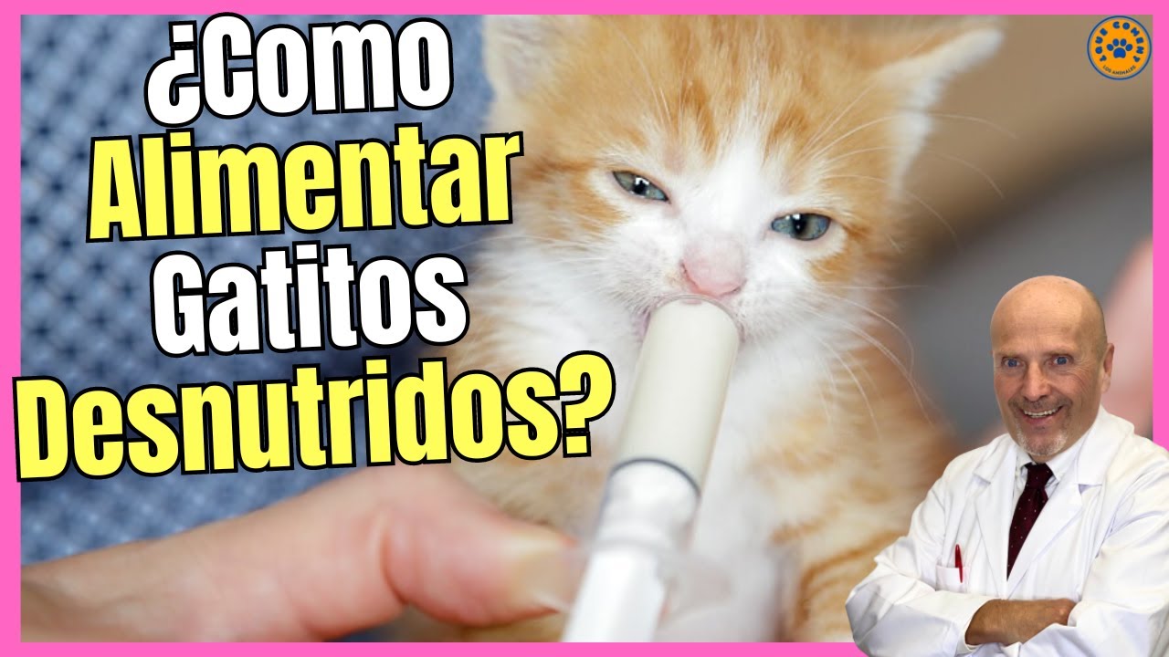 🔴 ¿CÓMO ALIMENTAR A UN GATO BEBÉ DESNUTRIDO? LECHE PARA ENGORDAR GATOS 🔴