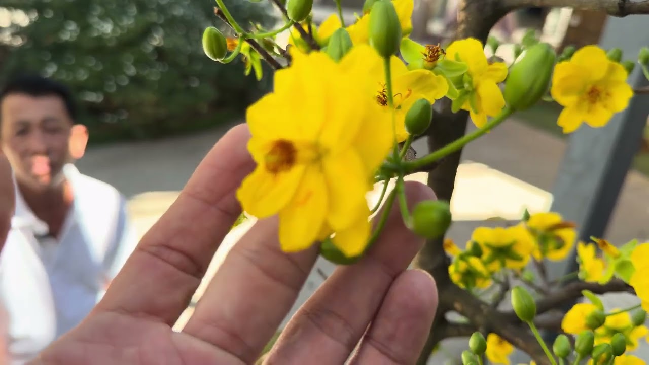 Xuất hiện giống mới so tài SBBL: cánh sen dày xoáy tròn 3 lớp siêu rộ Anh Hiệp sưu tầm ở  Bình Thuận