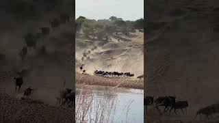 Wildebeest Migration Captured during a Safari Tour