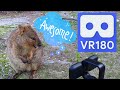 Quokka Adventure in Australia!  VR180 VuzeXR Quokkas in 3D!