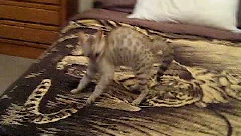 Watch the video about Khan Snow Bengal Kitten a.m. Wackyness