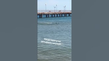 После трагедии в Хургаде,где акула убила парня ,отдыхающие на пляжах Анапы стали бояться дельфинов.