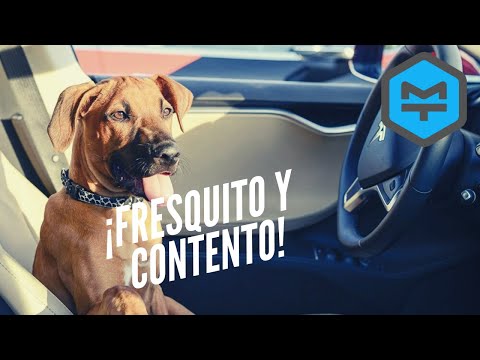 Video: ¿Qué es el modo perro Tesla?
