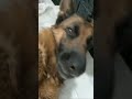 German Shepherd كلب يتألم وهو بياخد الحقنة Shorts German Shepherd كلب يتألم وهو بياخد الحقنة Shorts