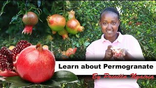 learn about permogranate fruit with Priscilla nyairia