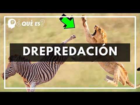 Video: ¿Qué es la relación de depredación?