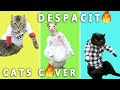 Despacito Cat Cover Meow New Cats version by PushTheTempo