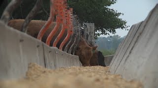AgweekTV: Cattle set aside program