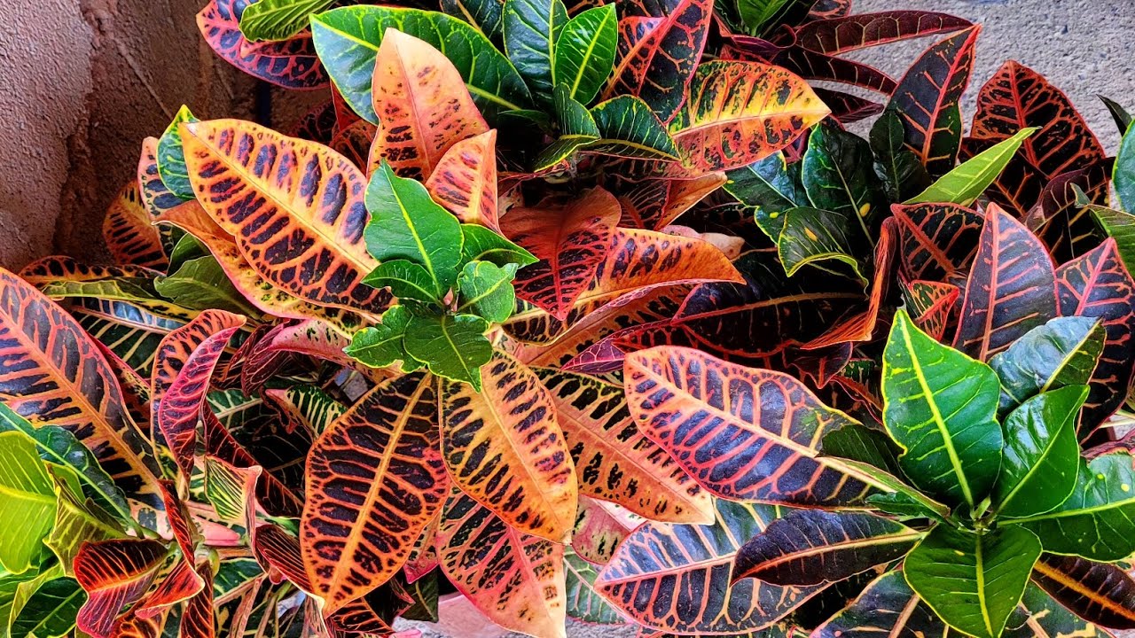 Como Replantar a planta croton para um vaso grande?
