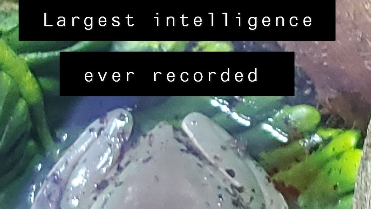 Inteligent Frog Meet the most intelligent frog… - YouTube