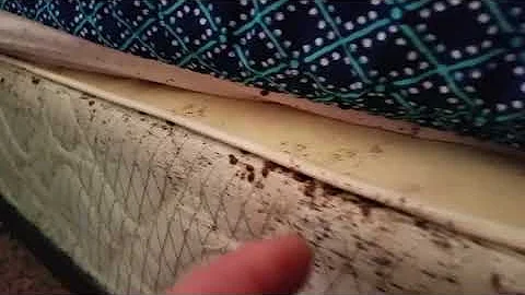 What Do Bed Bugs Look Like?