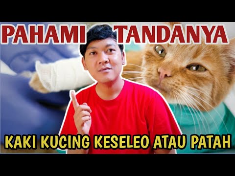 Video: Inkoordinasi Kaki Pada Kucing