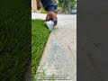Edge Trimming That Keeps Concrete Borders Clean