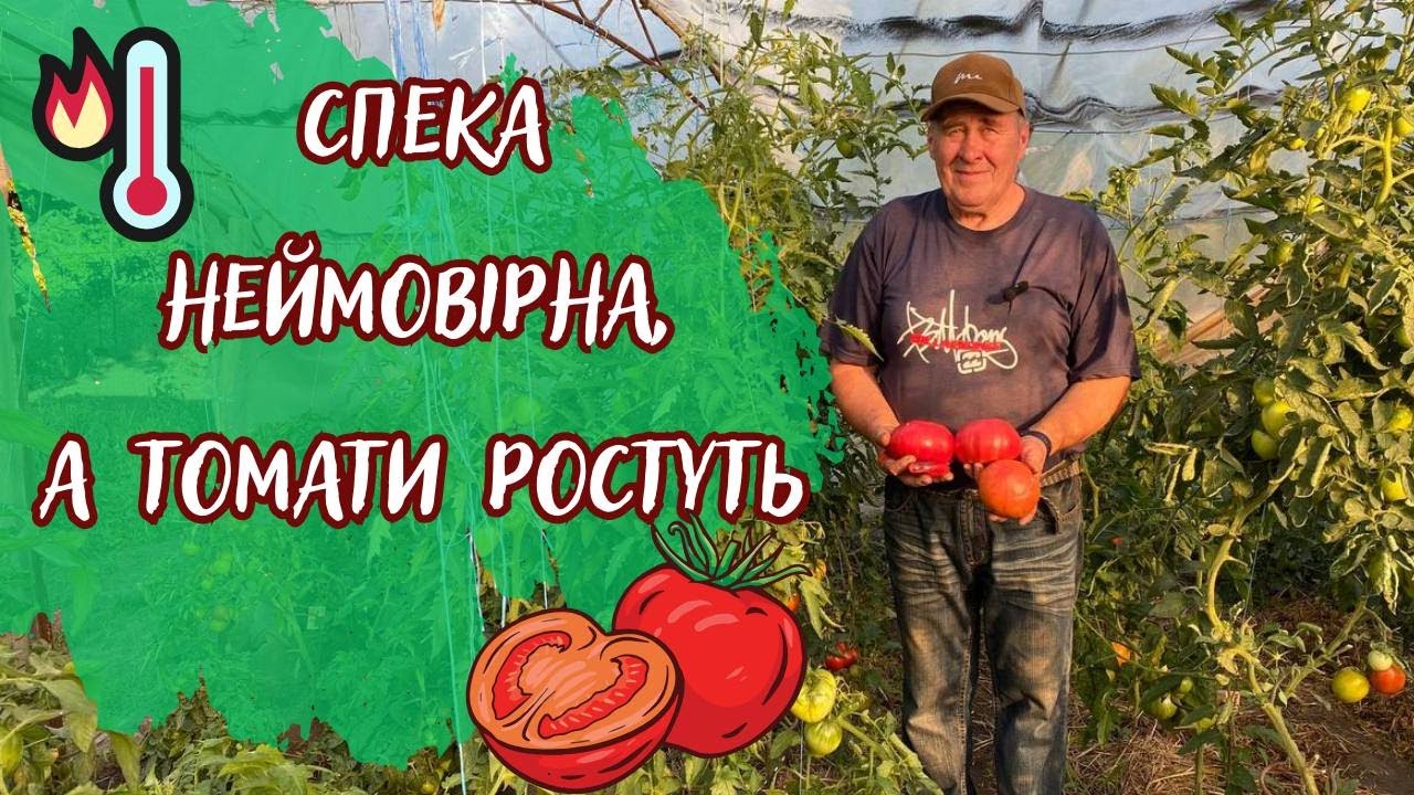 Спека неймовірна, а томати ростуть!